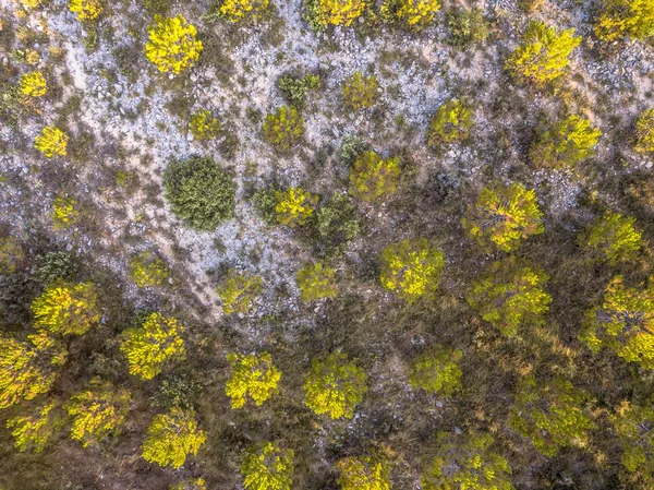 Paesaggio arido scarsamente vegetato — Foto Stock