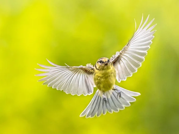 Pássaro em voo em fundo verde vívido — Fotografia de Stock