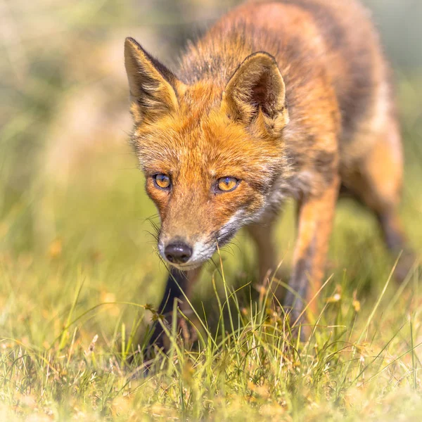 Red Fox retrato astuto — Foto de Stock