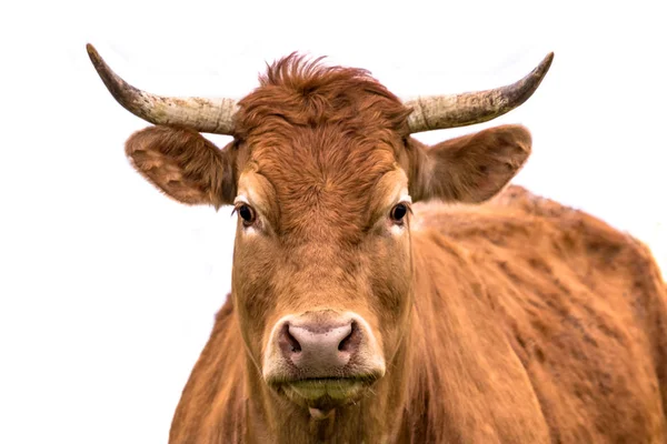 Retrato de vaca bonito — Fotografia de Stock