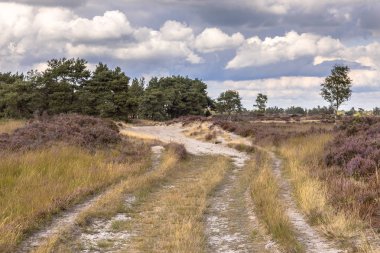 Kalmthoutse Heide peyzaj