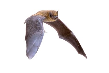Beyaz arka planda izole uçan Pipistrelle bat