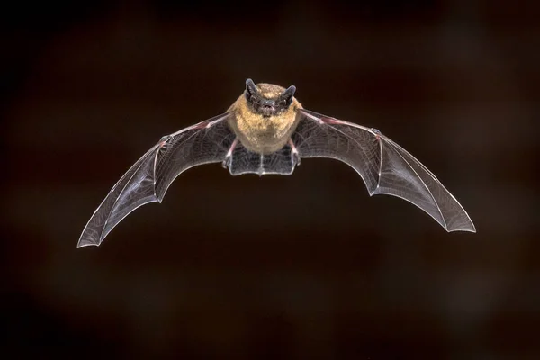 Voando Pipistrelle morcego na frente da parede de tijolo — Fotografia de Stock