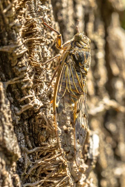 Cicada insect camouflage — Stock Photo, Image