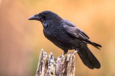 Leş kargası parlak arka plan