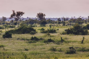 Savanna bushveld bölgesi
