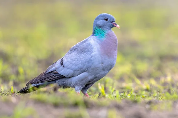 Taubenfuttersuche im grünen Gras — Stockfoto