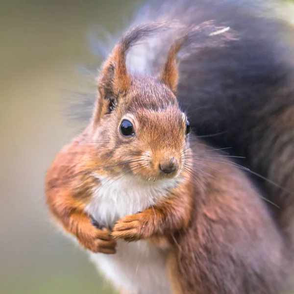 Portret wiewiórka — Zdjęcie stockowe