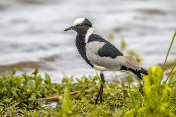 Su birikintisinin kıyısında demirci kız kuşu — Stok fotoğraf