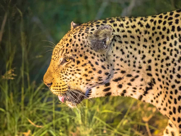 Портрет африканского леопарда ночью — стоковое фото