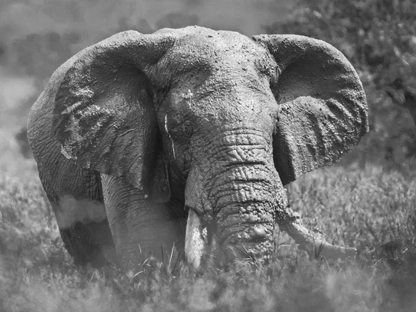 Éléphant d'Afrique mâle après bain de boue — Photo