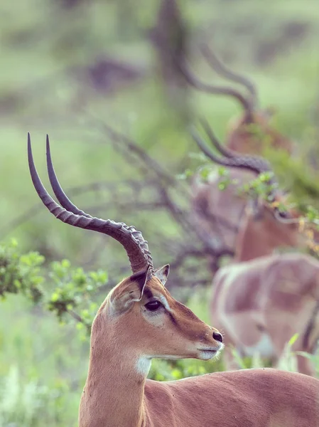 Impala skupinový postranní pohled — Stock fotografie