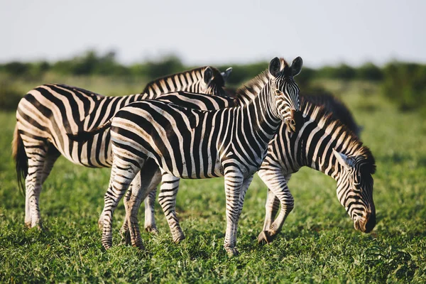 Tre vanliga Zebras födosök på savann — Stockfoto