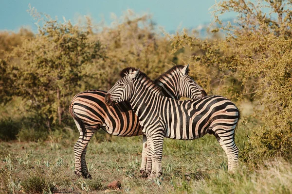 Dois comum Zebra grooming vintage — Fotografia de Stock