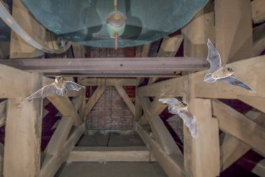 Üç uçan pipistrelle yarasalar kilise kule