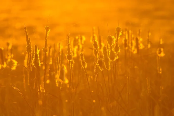 Semănături comune de bulrush în lumină portocalie — Fotografie, imagine de stoc