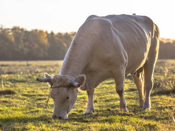 Vaca branca pastando em pastagens naturais — Fotografia de Stock