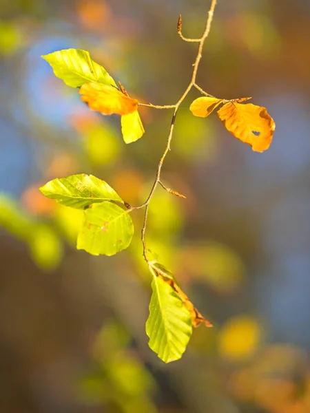 Castanho e amarelo Autum folhas de faia — Fotografia de Stock