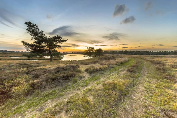 Natural heathland landscape near Hijken — Stock Photo, Image