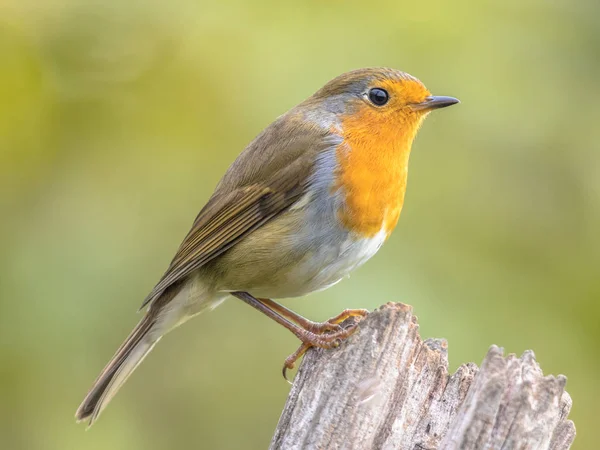 Jardín de luz trasera robin rojo — Foto de Stock