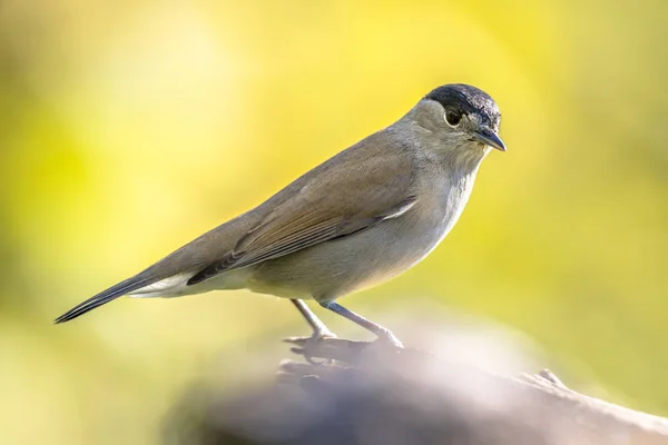 Eurasian blackcap em fundo verde brilhante — Fotografia de Stock