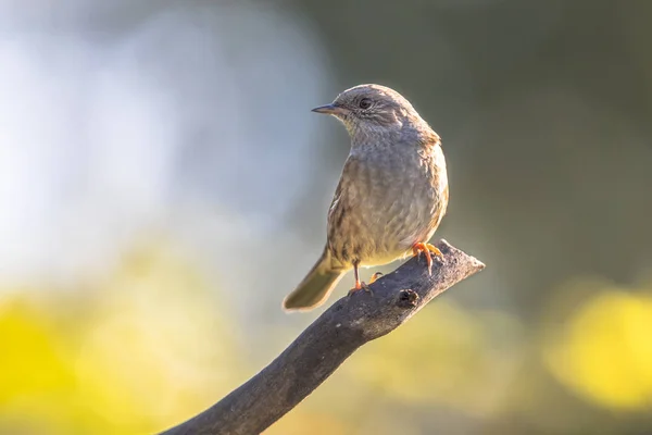 Dunnock perché sur la branche regardant vers le côté — Photo