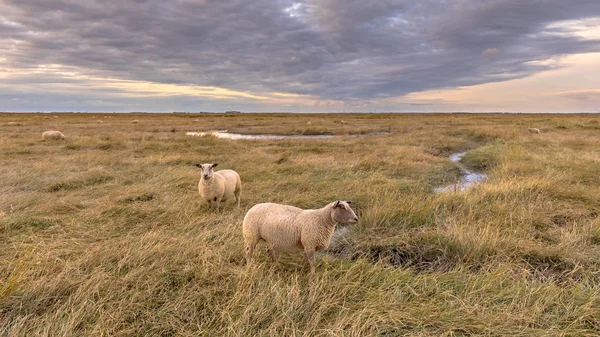 Pecora nella riserva naturale della palude di Tidal Saeftinghe — Foto Stock