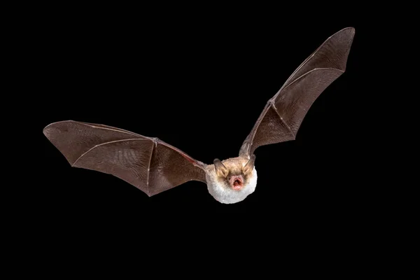 Vliegende Natterers vleermuis geïsoleerd op zwarte achtergrond — Stockfoto