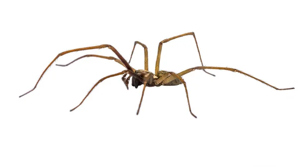 Giant house spider sideview isolated on white background — Stock Photo, Image