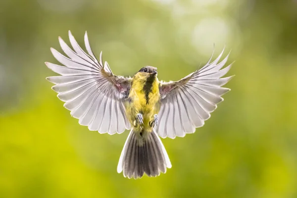 Pássaro em voo no fundo do jardim verde — Fotografia de Stock