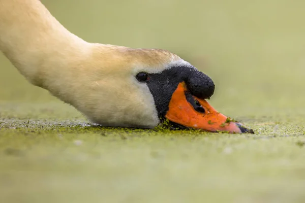 Cisne mudo comendo erva daninha — Fotografia de Stock