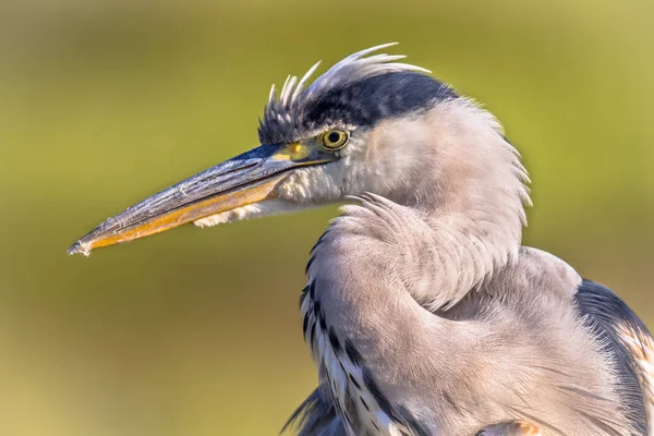 Šedá kýta blízko hlavy — Stock fotografie