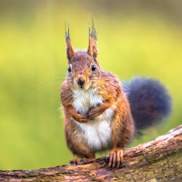 Red squirrel in tree — Stock Photo, Image