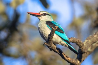 Woodland kingfisher gözcü