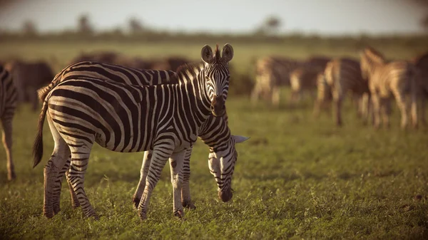 Comuns Zebras forrageamento — Fotografia de Stock