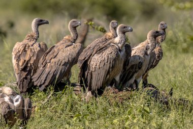 Beyaz destekli akbaba grubu