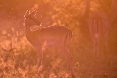 Impala arka ışık görünümlü