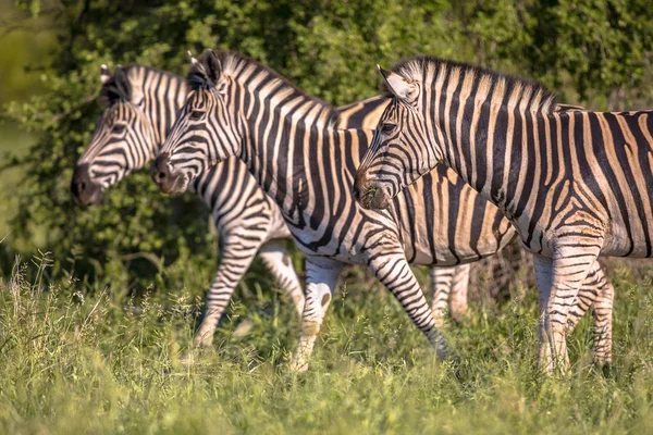 Three Common Zebra — Stock Photo, Image