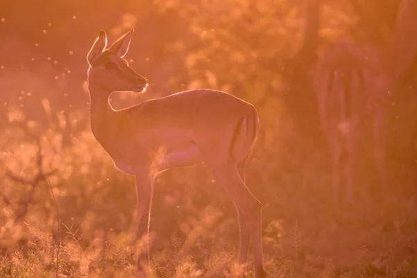 Impala bakgrundsbelysning ser — Stockfoto