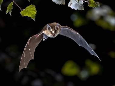 Flying Greater horseshoe bat in forest clipart