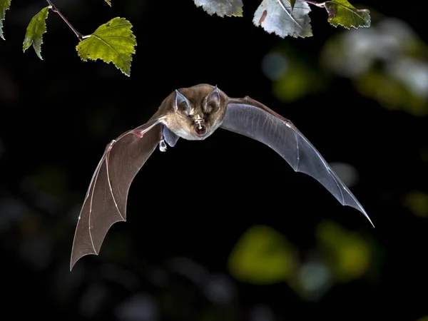 Flying Greater horseshoe bat in forest