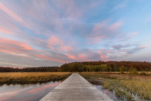 Promenade in natuurlijk heidegebied fen gewas — Stockfoto