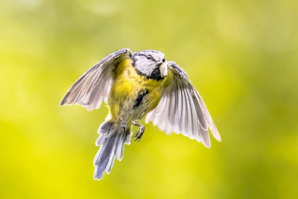 Parlak yeşil arka plan üzerinde uçan kuş — Stok fotoğraf