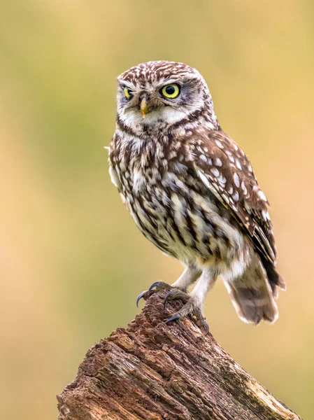 Little Owl perched on log — Stock Photo, Image
