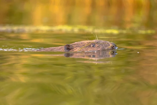 Europese bever hoofd zwemmen — Stockfoto