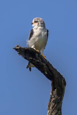Kara omuzlu çaylak