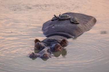Hippopotamus with tortoises clipart