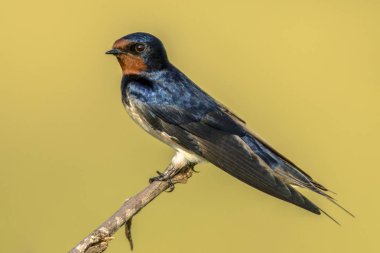 Avrupa Ahır ıskartası sarı arka plan