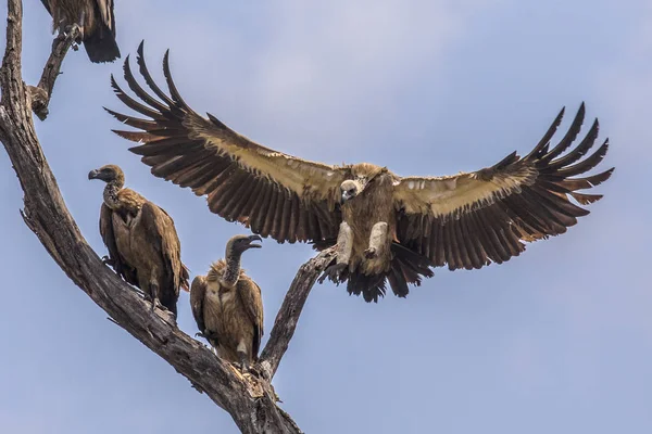 White backed vulture landing in tree — Stock Photo, Image