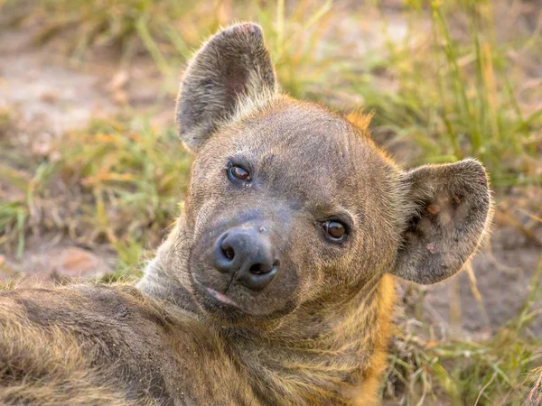 Spotted Hyena scavenger Retrato — Foto de Stock